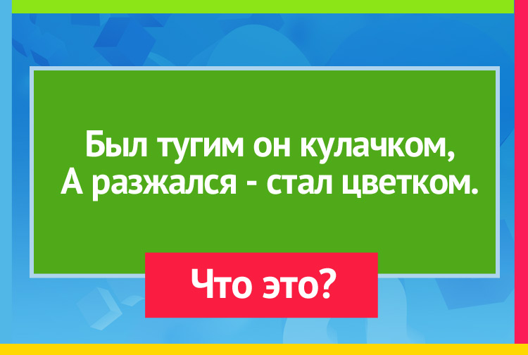 Был тугим он кулачком, А разжался - стал цветком.