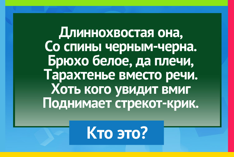 Длиннохвостая она, Со спины черным-черна. Брюхо белое, да плечи, Тарахтенье вместо речи. Хоть кого увидит вмиг Поднимает стрекот-крик.