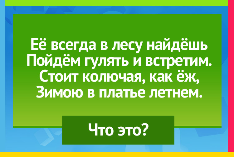 Её всегда в лесу найдёшь Пойдём гулять и встретим. Стоит колючая, как ёж, Зимою в платье летнем.