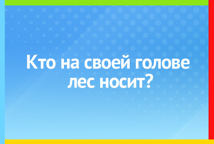 Кто на своей голове лес носит?
