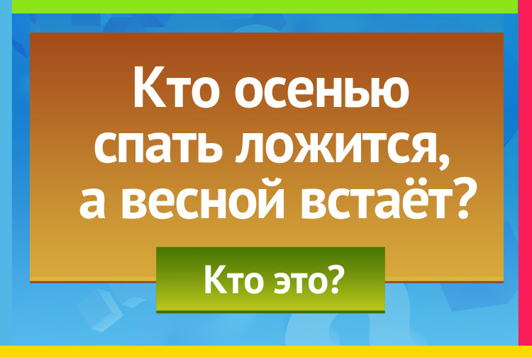 Кто осенью спать ложится А весной встает?