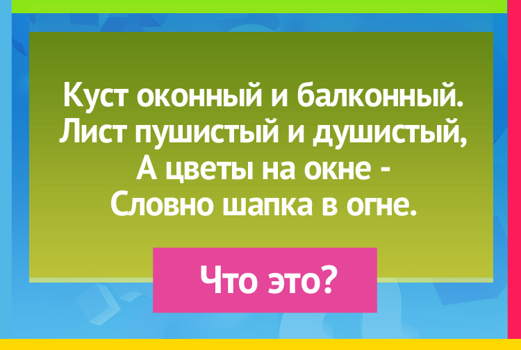 Куст оконный и балконный. Лист - пушистый и душистый, А цветы на окне - Словно шапка в огне.