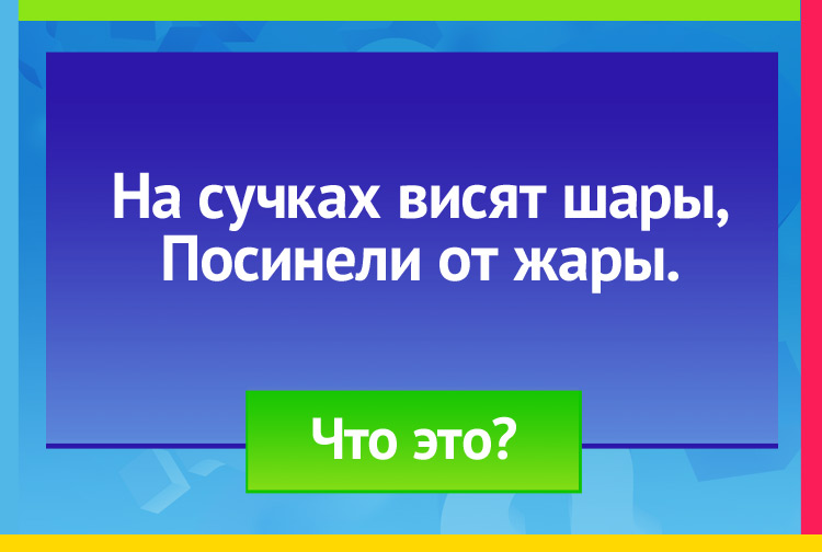 На сучках висят шары, Посинели от жары.