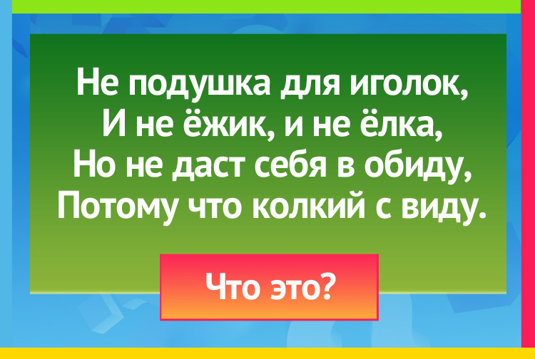 Не подушка для иголок, И не ёжик, и не ёлка, Но не даст себя в обиду, Потому что колкий с виду.