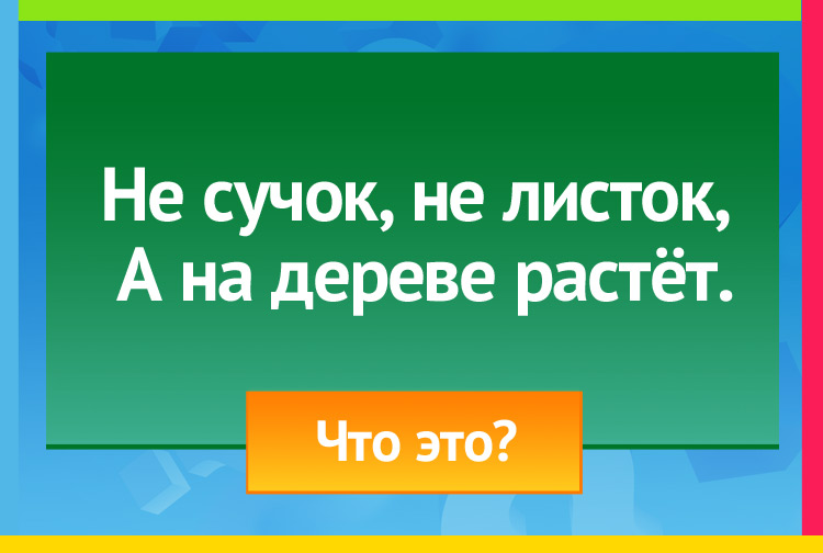 Не сучок, не листок, А на дереве растёт.