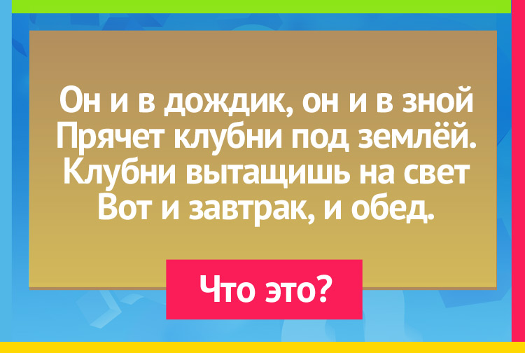 Он и в дождик, он и в зной Прячет клубни под землёй. Клубни вытащишь на свет, Вот и завтрак и обед.
