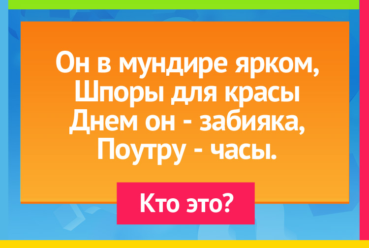Он в мундире ярком, Шпоры для красы Днем он - забияка, Поутру - часы.