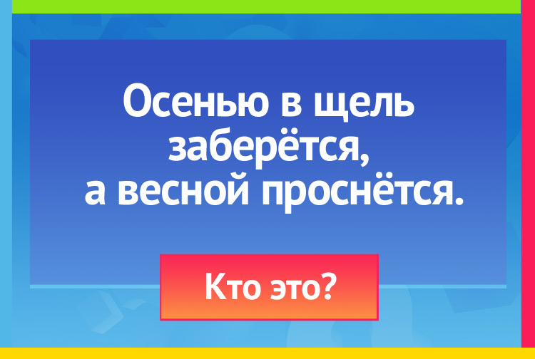 Осенью в щель заберётся, А весной проснётся.