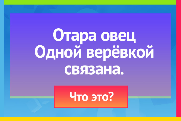 Отара овец Одной верёвкой связана.