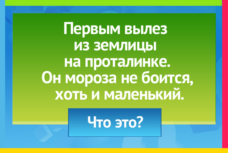 Первым вылез из землицы на проталинке. Он мороза не боится, хоть и маленький.