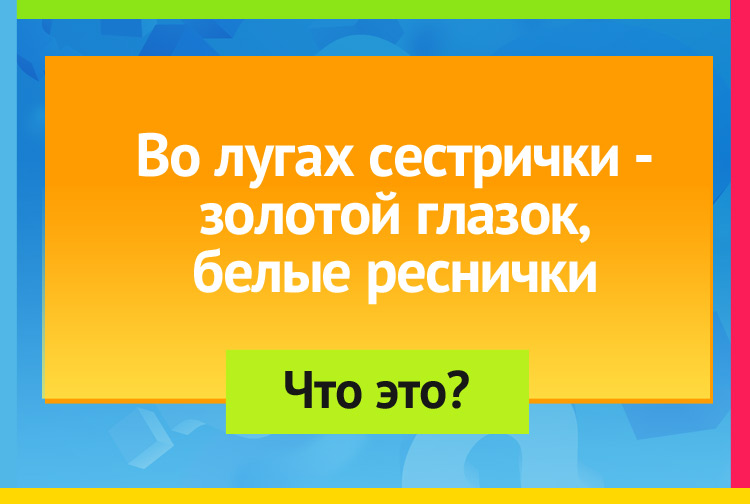В лугах сестрички - золотой глазок, белые реснички.