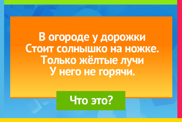 В огороде у дорожки Стоит солнышко на ножке. Только жёлтые лучи У него не горячи.