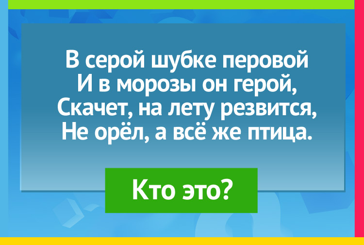 В серой шубке перовой И в морозы он герой, Скачет, на лету резвится, Не орёл, а всё же птица.